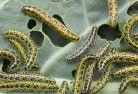 Broomehill Westgarden-pests-and-diseases-6.jpg; ?>